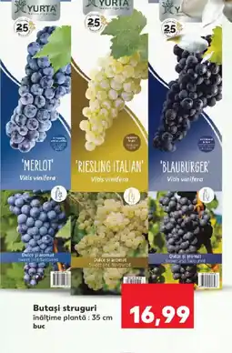 Kaufland Butasi struguri Ofertă