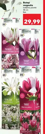 Kaufland Butaşi magnolia Ofertă