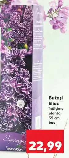 Kaufland Butaşi liliac Ofertă