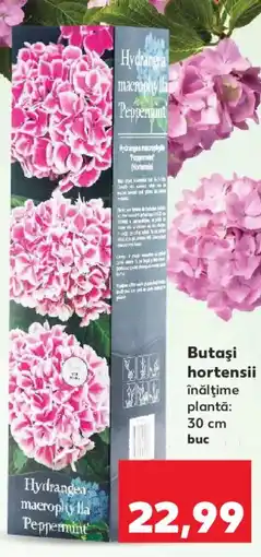 Kaufland Butaşi hortensii Ofertă
