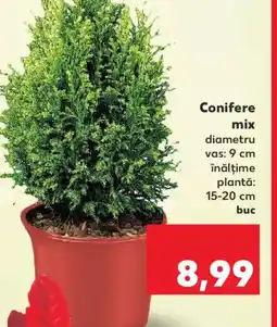 Kaufland Conifere mix Ofertă