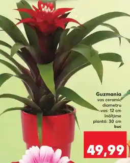 Kaufland Guzmania Ofertă
