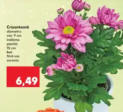 Kaufland Crizantemă Ofertă
