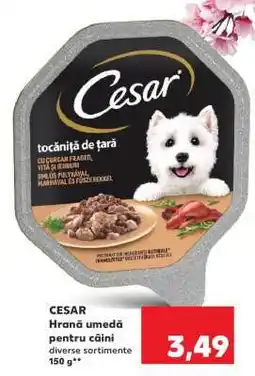 Kaufland CESAR Hrană umedă pentru câini Ofertă