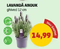 Penny Lavandă Anouk Ofertă