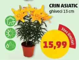 Penny Crin asiatic Ofertă