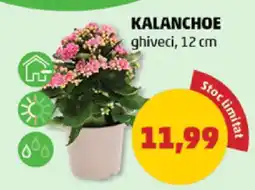 Penny Kalanchoe Ofertă