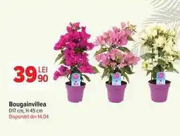 Carrefour Bougainvillea Ofertă