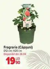 Carrefour Fragaria (Căpșuni) Ofertă