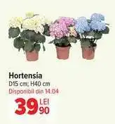Carrefour Hortensia Ofertă