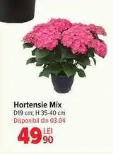 Carrefour Hortensie Mix Ofertă