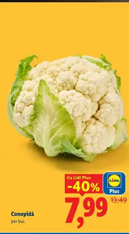Lidl Conopidă Ofertă