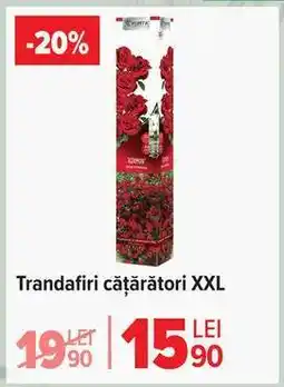 Carrefour Trandafiri cățărători XXL Ofertă
