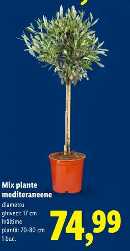 Lidl Mix plante mediteraneene Ofertă