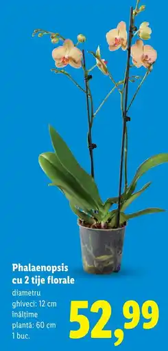 Lidl Phalaenopsis cu 2 tije florale Ofertă