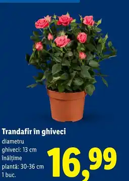 Lidl Trandafir în ghiveci Ofertă
