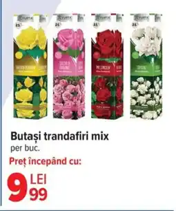 Carrefour Market Butaşi trandafiri mix Ofertă