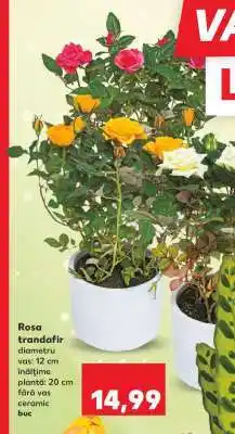 Kaufland Rosa - trandafir Ofertă