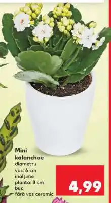 Kaufland Mini kalanchoe Ofertă