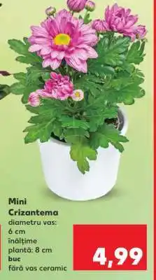 Kaufland Mini crizantema Ofertă
