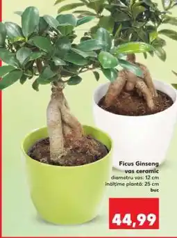 Kaufland Ficus Ginseng Ofertă