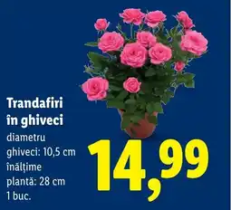 Lidl Trandafiri în ghiveci Ofertă