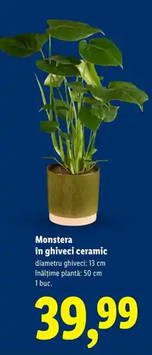 Lidl Monstera în ghiveci ceramic Ofertă