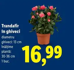 Lidl Trandafir in ghiveci Ofertă