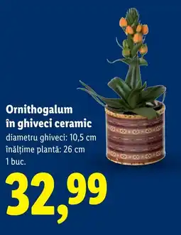 Lidl Ornithogalum în ghiveci ceramic Ofertă