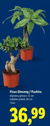 Lidl Ficus Ginseng / Pachira Ofertă