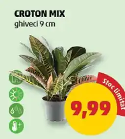 Penny CROTON MIX Ofertă