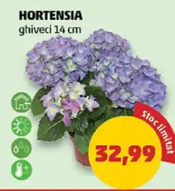 Penny Hortensia Ofertă