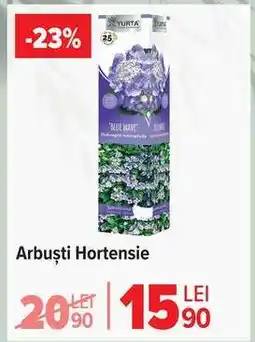 Carrefour Arbuști Hortensie Ofertă