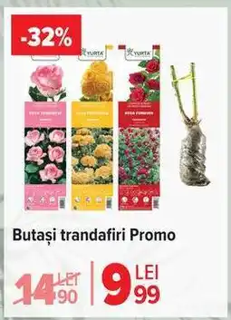 Carrefour Butași trandafiri Promo Ofertă