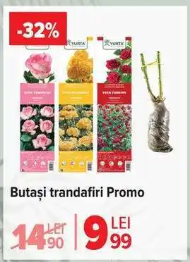 Carrefour Butași trandafiri Promo Ofertă