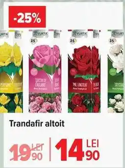 Carrefour Trandafir altoit Ofertă