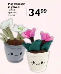 Selgros Plus trandafir în ghiveci Ofertă