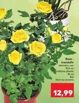 Kaufland Rosa - trandafir Ofertă