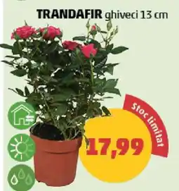 Penny TRANDAFIR ghiveci 13 cm Ofertă