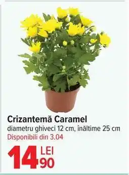 Carrefour Crizantemă Caramel Ofertă