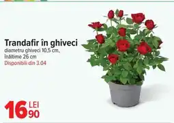 Carrefour Trandafir în ghiveci Ofertă