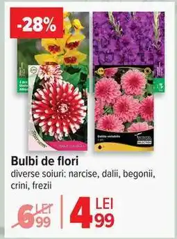 Carrefour Bulbi de flori Ofertă