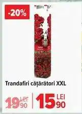Carrefour Trandafiri cățărători XXL Ofertă