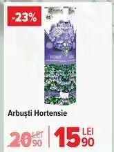 Carrefour Arbuști Hortensie Ofertă