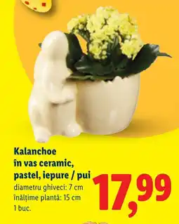 Lidl Kalanchoe în vas ceramic, pastel, iepure / pui Ofertă