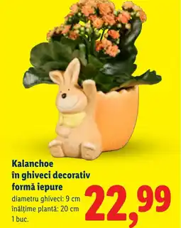 Lidl Kalanchoe în ghiveci decorativ formă iepure Ofertă