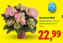 Lidl Hortensie Midi Ofertă