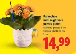Lidl Kalanchoe mini în ghiveci pentru pictat Ofertă