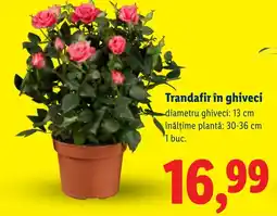 Lidl Trandafir în ghiveci Ofertă