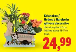 Lidl Kalanchoe / Hedera / Narcise în ghivece decorative Ofertă